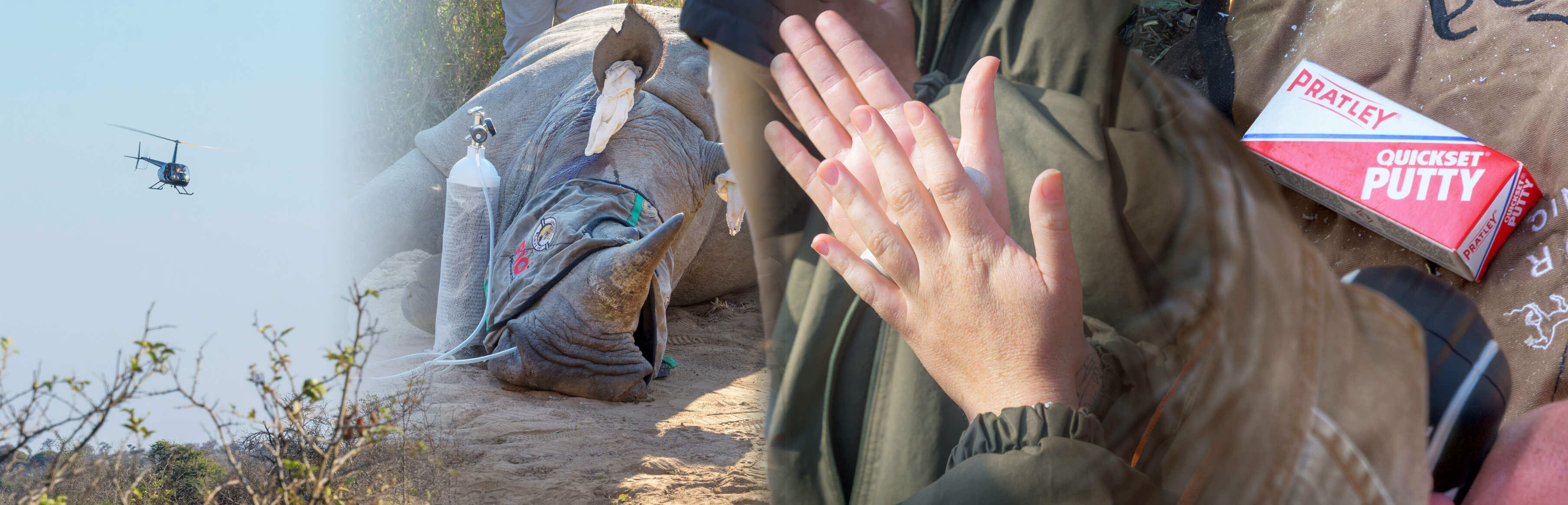 Recent_Posts_Local adhesive putty continues to support rhino conservation efforts